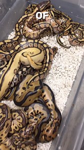 Crazy Reduced Clown Ball Python #shorts #snakes #ballpython #ballpythons #ballpythonsofinstagram #snakebreeder #ballpythonbreeder | Rodents & Royals