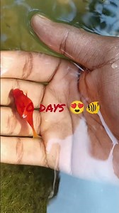 small fish growing journey 🐠🐠