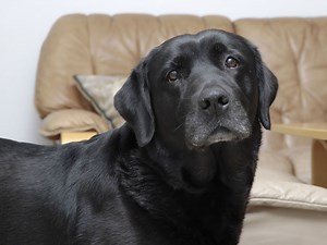 Adopting a Senior Dog: Benefits and Expert Guide | What to Expect