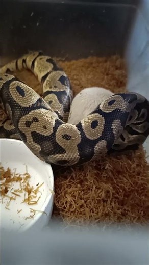 Feeding My Orange Dream Chocolate Pastel Ball Python | Stunning Morph Update!