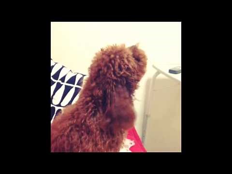 Toy poodle barking