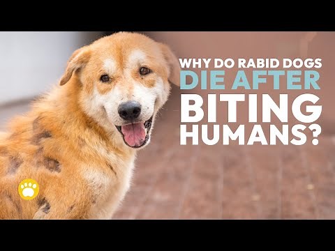 Why do dogs with rabies die after biting humans?