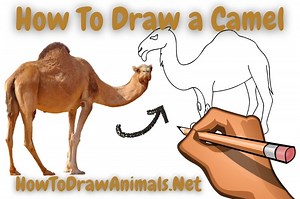 How To Draw a Camel - EASY Drawing Tutorial!