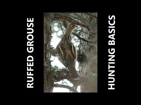How To Hunt Ruffed Grouse: Grouse Hunting Methods, Tips, and Basics