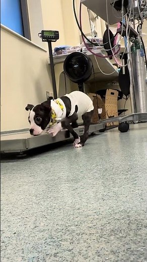 8-Week-Old Puppy HURLED Out Of Moving Car, Now Clinging To Life In ER [STORY BELOW]