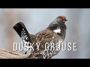 Dusky Grouse | Blue Grouse | Yellowstone National Park 🍗