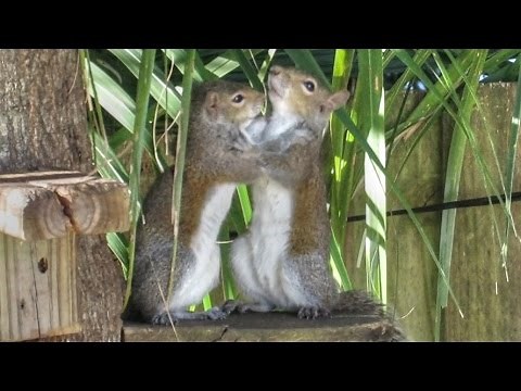 Cute Young Squirrels Playing