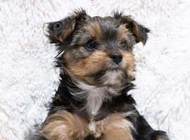Biewer Yorkshire terrier puppy's - £1,800