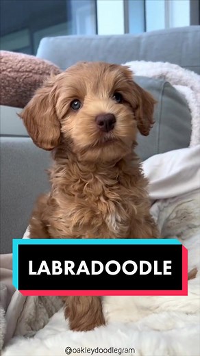 Labradoodle - The Friendliest Crossbreed Dog