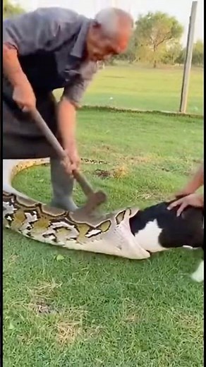 🐍⚡ Hero Saves Calf From Python! Shocking Rescue #Wild
