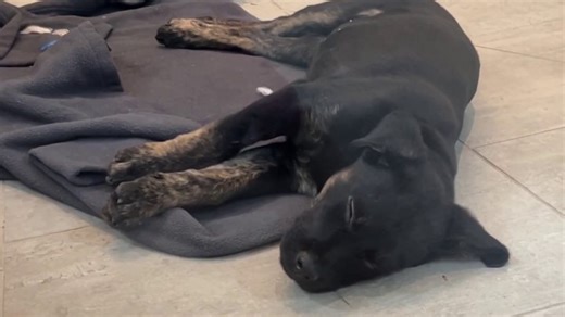 Fees waived for SF SPCA puppy adoptions to help free up space for LA animals