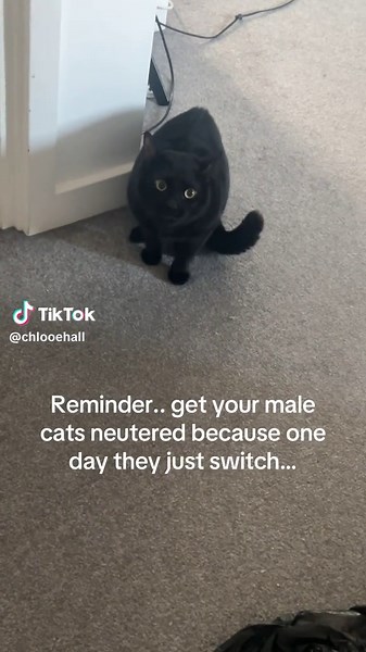 The Importance of Neutering Male Cats: A Personal Story