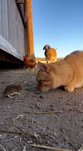 Who Will Reach the Mouse First? 🐭🤣 #shorts