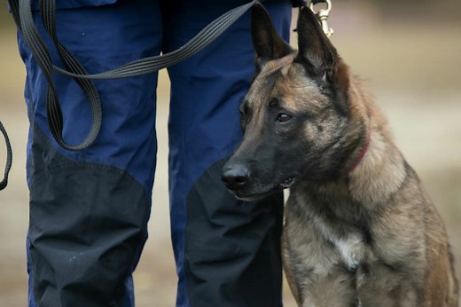 How Much Does a Protection Dog Cost? Key Factors To Consider
