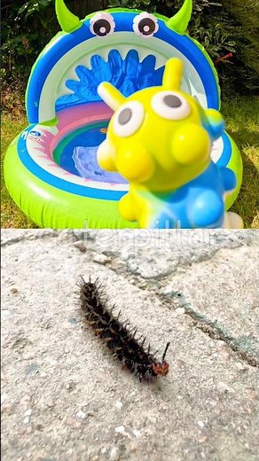 Bug Insect Names for Babies Kids to Learn: Leaf Insect Centipede Rhino Beetle Wasp Caterpillar