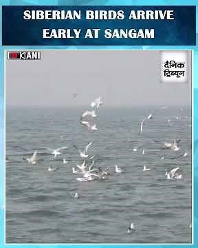 Early arrival of Siberian migratory birds at Sangam draws tourists despite cold ahead of Magh Mela