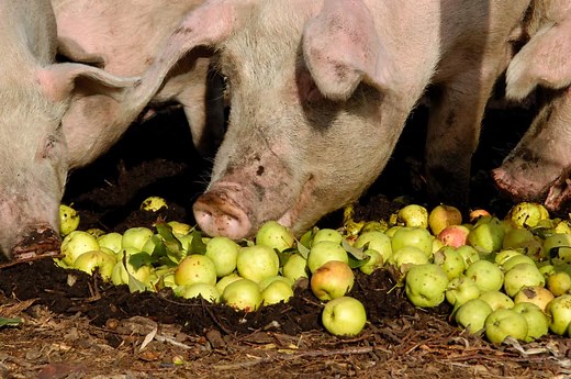 19 Things Pigs Like to Eat Most (Diet, Care & Feeding Tips)