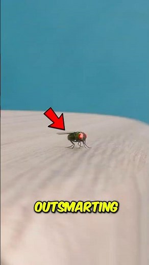 STOP Swatting Flies Wrong: The Shocking Trick They Don’t Want You to Know!