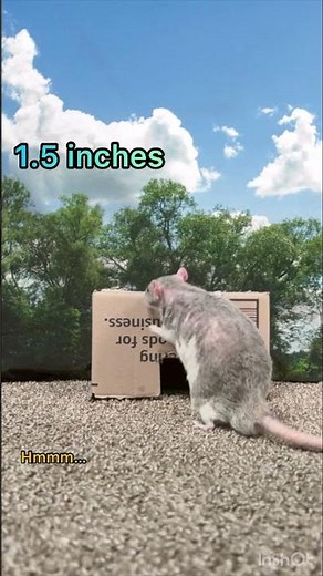 How Small Of A Hole Can A Large RAT Fit Through?