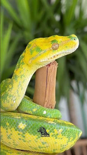 Green Tree Python – A Stunning Arboreal Predator 🐍