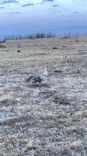 Sharp-tailed Grouse Lek Dancing - Vibrant Display of Springtime Wildlife