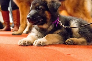 11K views · 2.1K reactions | Some of the cutest moments from this morning's most popular breeds announcement. Which breed is your favorite? | AKC Family Dog | Facebook