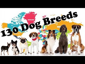130 Dog Breeds: A Comprehensive Guide to Canine Diversity