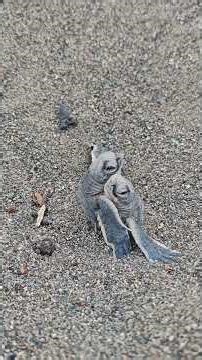 The beginning of a new journey 🐢 💚 #Shorts #Animals #Wildlife