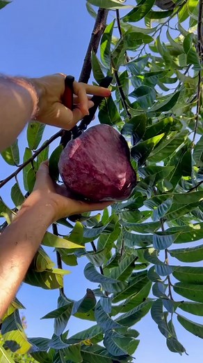 Raspberry Cheesecake Fruit 😍🍓 #annona #reticulata #custard #apple #fruit #harvest #eating