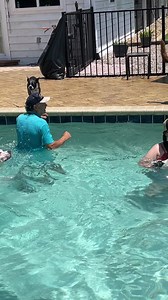 766K views · 3.8K reactions | The "Tail" of Three Shepherds continues: With consistent practice, our triplets have become confident swimmers who love the water. Swim coach Rick can't hide his joy. | Canine Angels Service Dogs | Facebook