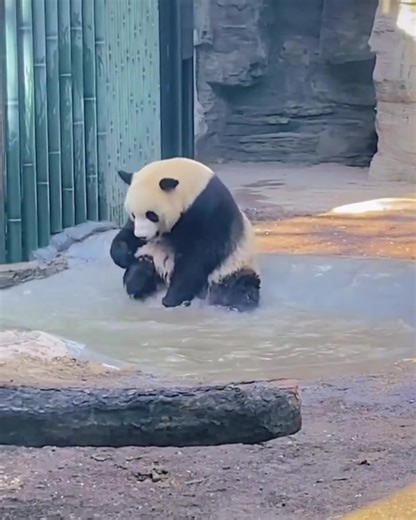 183K views · 10K reactions | Splish splash  | Pandas, a Light In My Heart | Facebook