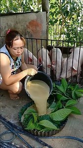 Watch This Before Feeding Your Pigs Again! #PigFeed #FarmHacks #LivestockCare