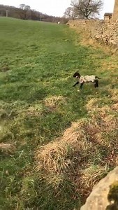 180K views · 5.3K reactions | Look at these rascals go! | Bolton Abbey | Facebook