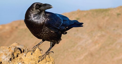 Common Raven Identification, All About Birds, Cornell Lab of Ornithology