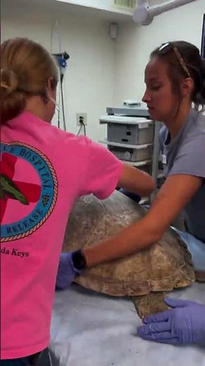 “Barney”, a juvenile green sea turtle rescued earlier this month in the Florida Keys h #turtle