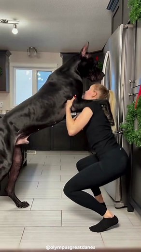 All About Great Dane - Characteristics, Care, and More