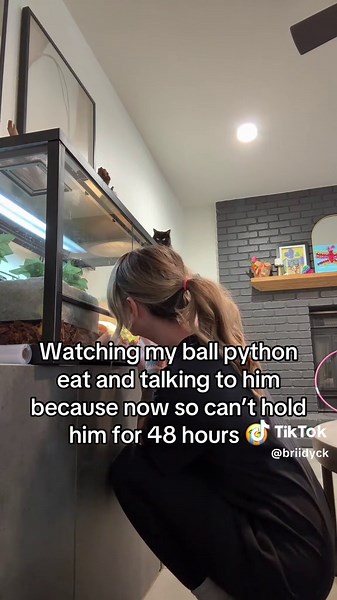 Caring for Your Ball Python After Feeding