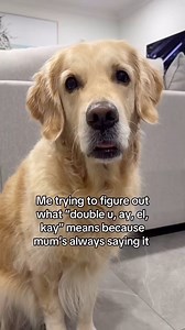 Decoding human words, one bark at a time! 🐶🔤 #funny #dog #dogs #petlovers #weeklyfluff #doglife #headtilt #cute #weeklyfluff | lunas_golden_life