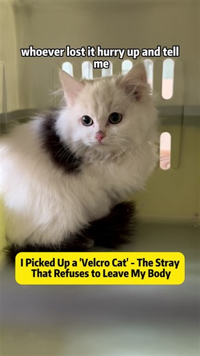 I Picked Up a 'Velcro Cat' - The Stray That Refuses to Leave My Body Today's rescue story took a wild turn. I thought I was heading out to check on a lost or abandoned cat after my neighbor sent me a video of a clean-looking kitty following him around. I figured it might be wandering near the neighborhood, and there was no way I'd let it freeze outside - especially during weather like this. So I grabbed my tools, some cat food, and went on the rescue mission. When I finally found the cat, it did