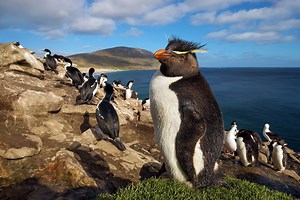 Penguin | Habitat, Species, Predators, & Facts | Britannica