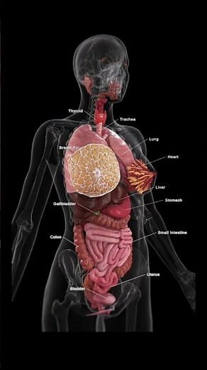 Female Human Anatomy: Internal Organs and System Overview