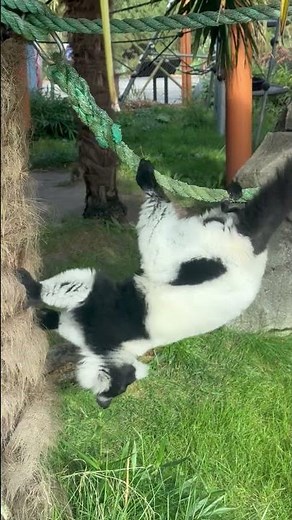 Meet the playful, leaping Lemurs