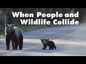 Teaching Kids About Human–Wildlife Conflict