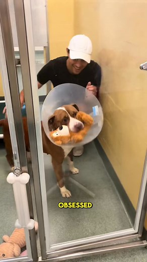 111K views · 6.2K reactions | If you’re interested in adopting any of these sweet pups visit | Blue The Husky | Facebook