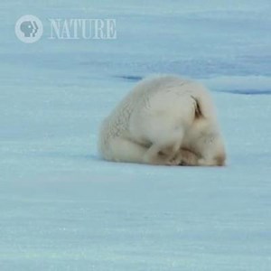 4.4K views · 155 reactions | Happy International Polar Bear Day! What's your favorite thing about polar bears? | Nature | PBS | Facebook