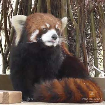 Video of the red panda