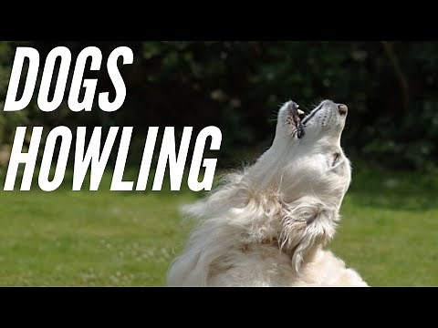Dogs Howling Sound Effects - Make your Dog Howl. Sounds to make your dog howl