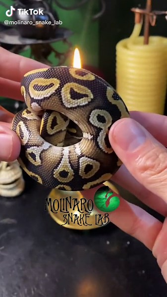 Ball Python Care Tips for Mojave Morph Snakes