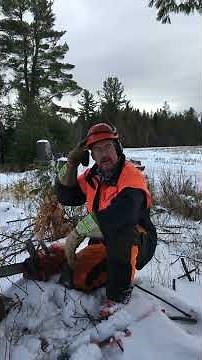 Directional felling - how do I put a tree where I want it to go?