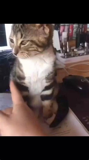 Meowmoment on Instagram: "Hope you enjoy watching this edit of Leo growing up! I used a dedicated morphing software called Morphage. Unfortunately I’m not really good at it yet, but I wanted to show you this anyways. Can’t wait to morph different cat breeds 😻 #furryfritz #catographer #cat #kitten #orangecat #kittengrowth #catphotographer #timelapse #morph #morphlapse"